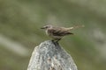 Sparrow Bird Royalty Free Stock Photo