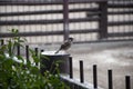 Sparrow bird. Wild animal and wildlife. Animal in zoo. Sparrow bird in zoo park. Wildlife and fauna