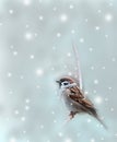 sparrow bird in winter