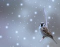 Sparrow bird in winter Royalty Free Stock Photo