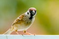 sparrow birds looking for fotographer