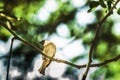 Sparrow when the birds return. Passer domesticus set free