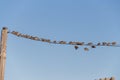 Sparrow birds sit on power wires