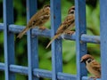 Sparrow Birds Royalty Free Stock Photo