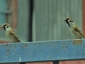 Sparrow Birds Royalty Free Stock Photo