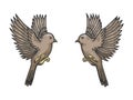 Sparrow birds tattoo color sketch engraving