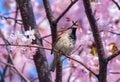 Sparrow on blossoming sakura tree under sun light Royalty Free Stock Photo