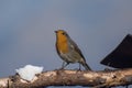 Sparrow blue tits, robin and titmouse on a branch of tree at the manger Royalty Free Stock Photo