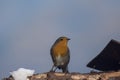 Sparrow blue tits, robin and titmouse on a branch of tree at the manger Royalty Free Stock Photo