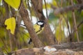 Sparrow blue tits, robin and titmouse on a branch of tree at the manger Royalty Free Stock Photo