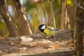 Sparrow blue tits, robin and titmouse on a branch of tree at the manger Royalty Free Stock Photo