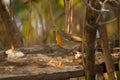 Sparrow blue tits, robin and titmouse on a branch of tree at the manger Royalty Free Stock Photo