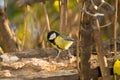 Sparrow blue tits, robin and titmouse on a branch of tree at the manger Royalty Free Stock Photo