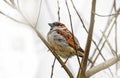 Sparrow on a branch Royalty Free Stock Photo