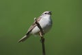 Sparrow On A Branch Singing Royalty Free Stock Photo