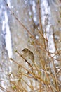 Sparrow on branch in winter snow Royalty Free Stock Photo