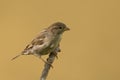 Sparrow on branch on yellow background