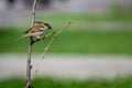Sparrow on branches of bushes with blurred background