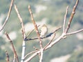 Sparrow on the branches of a fig tree