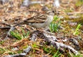Sparrow with bug in the mouth Royalty Free Stock Photo
