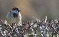 Sparrow on the bush