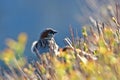 Sparrow in the bushes