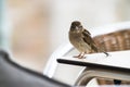 A sparrow on a cafeteria table