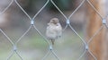 Sparrow on chain link fence Royalty Free Stock Photo