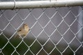 Sparrow on chain link fence