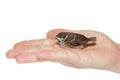 Sparrow chick baby yellow-beaked in male hand