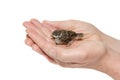 Sparrow chick baby yellow-beaked in male hands