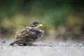 Sparrow Chick Royalty Free Stock Photo