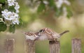 Sparrow and a chick sit on a wooden fence in a spring sunny blooming garden Royalty Free Stock Photo