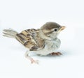 Sparrow chick Royalty Free Stock Photo