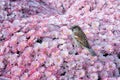 Sparrow on the chrysanthemum carpet