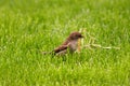 Sparrow collecting Royalty Free Stock Photo