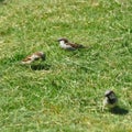 Sparrow collecting grass for the nest Royalty Free Stock Photo