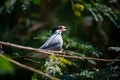 Sparrow collecting hays for making nest Royalty Free Stock Photo