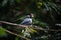 Sparrow collecting hays for making nest Royalty Free Stock Photo