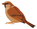 Sparrow color icon. Wildlife animal. Nature fauna