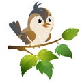 Sparrow. Color image of cartoon bird on branch on white background. Vector illustration for kids