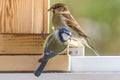 Sparrow couple on a wood Royalty Free Stock Photo