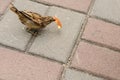 ÃÂ Sparrow with a crumb of bread in its beak Royalty Free Stock Photo