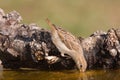 Sparrow drinking Royalty Free Stock Photo