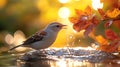 Sparrow drinking autumn water, garden bokeh Royalty Free Stock Photo