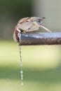 Sparrow drinking water. Royalty Free Stock Photo