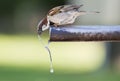 Sparrow drinking water. Royalty Free Stock Photo