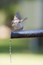 Sparrow drinking water. Royalty Free Stock Photo