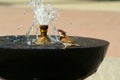 Sparrow is drinking water Royalty Free Stock Photo