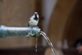 Sparrow drinking water Royalty Free Stock Photo